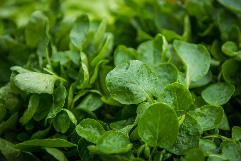 Fresh, healthy food